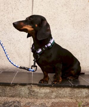 dogs01
